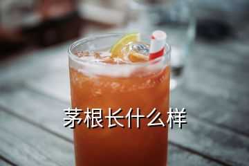 茅根长什么样