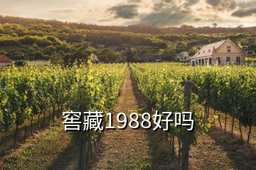 窖藏1988好吗