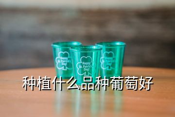 种植什么品种葡萄好