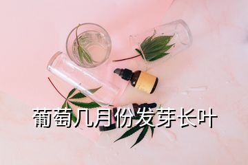 葡萄几月份发芽长叶