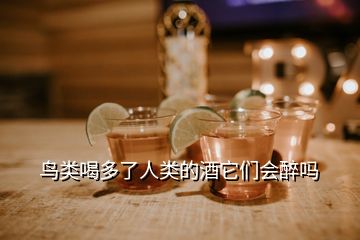 鸟类喝多了人类的酒它们会醉吗