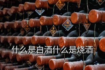 什么是白酒什么是烧酒