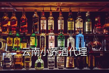 云南小荞酒代理