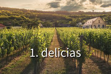 1. delicias