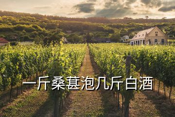 一斤桑葚泡几斤白酒