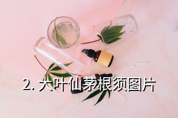 2. 大叶仙茅根须图片