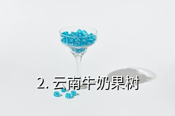 2. 云南牛奶果树