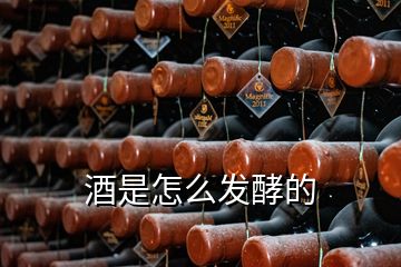 酒是怎么发酵的