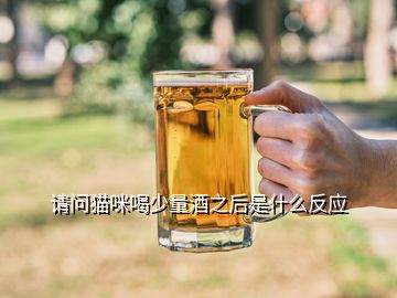 请问猫咪喝少量酒之后是什么反应