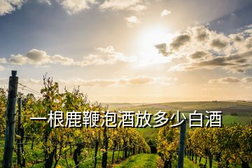 一根鹿鞭泡酒放多少白酒