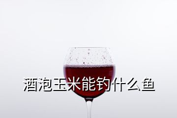 酒泡玉米能钓什么鱼