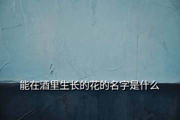 能在酒里生长的花的名字是什么