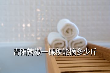 青阳辣椒一棵秧能摘多少斤