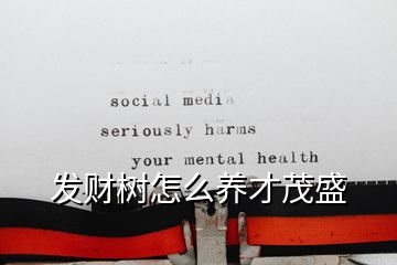 发财树怎么养才茂盛