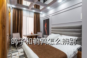 鸽子和鹌鹑怎么辨别