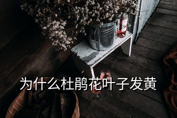 为什么杜鹃花叶子发黄