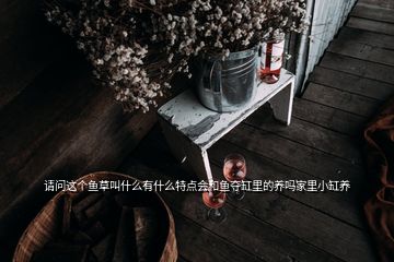 请问这个鱼草叫什么有什么特点会和鱼夺缸里的养吗家里小缸养