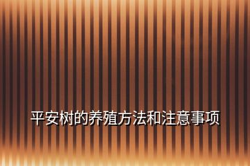 平安树的养殖方法和注意事项