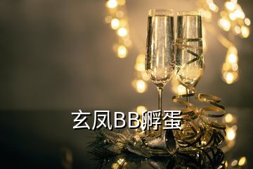 玄凤BB孵蛋