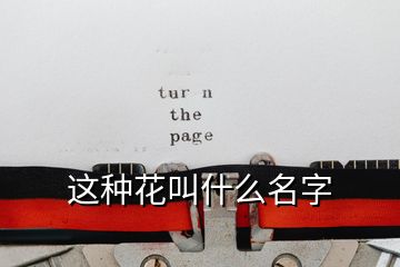 这种花叫什么名字