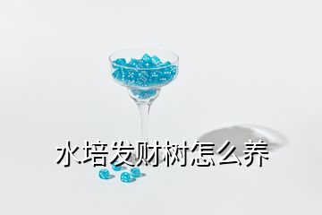 水培发财树怎么养