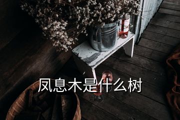 凤息木是什么树