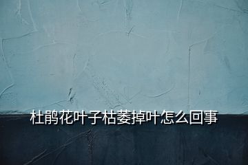 杜鹃花叶子枯萎掉叶怎么回事