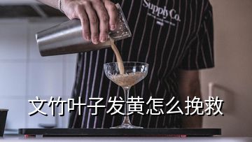 文竹叶子发黄怎么挽救