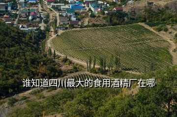 谁知道四川最大的食用酒精厂在哪