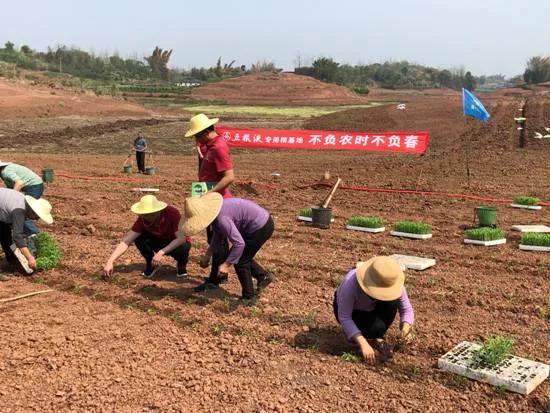 五粮液专用粮基地联合中化农业，共建技术服务中心