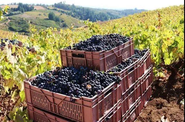 智利葡萄酒出货量同比增长38%！正往高端化、品质化前进