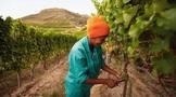 2021年南非葡萄酒收获报告发布