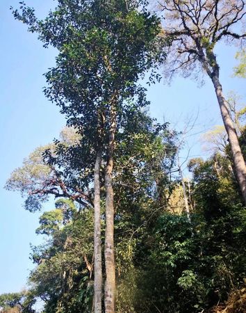 香格里拉70年老树价格(香格里拉70年老树红酒价格)