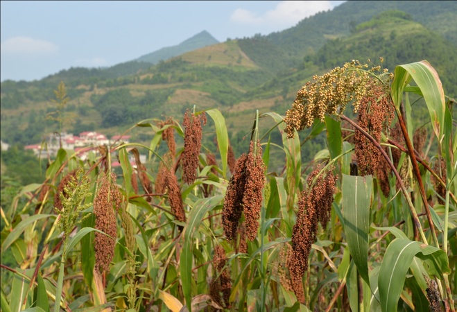 茅台基地办(茅台生产基地)