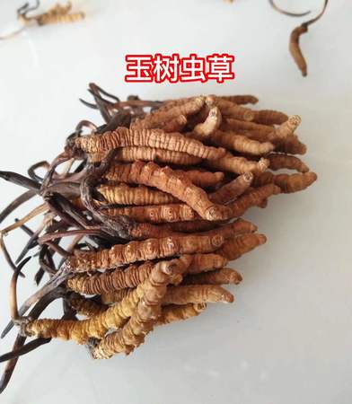 虫草价格多少钱一根(虫草价格多少钱一根)