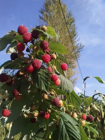 白酒如何泡红树莓(红树莓泡白酒的制作方法)