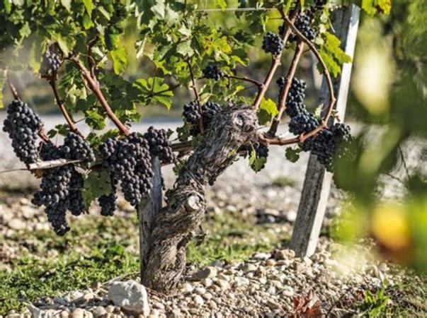 [整理]葡萄品种赤霞珠介绍,赤霞珠葡萄品种的以什么为主