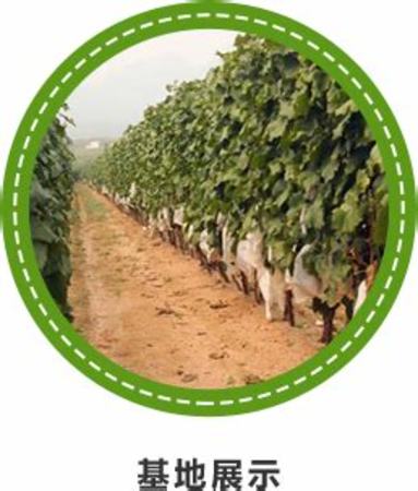 15个常见的葡萄品种,葡萄分类及作用是什么