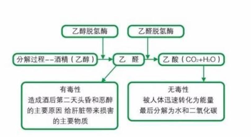 熊胆粉的功效与作用是什么,为什么要醒酒