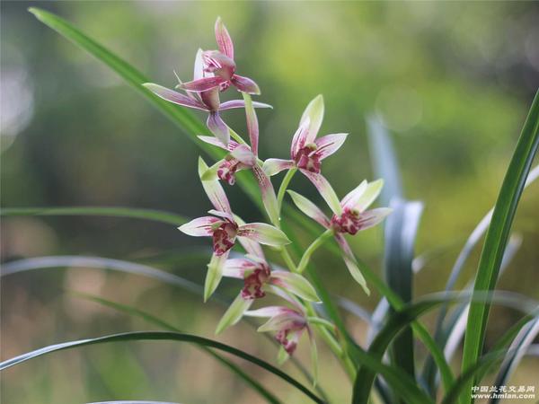 兰花要吃白酒吗(兰花喝酒吗)