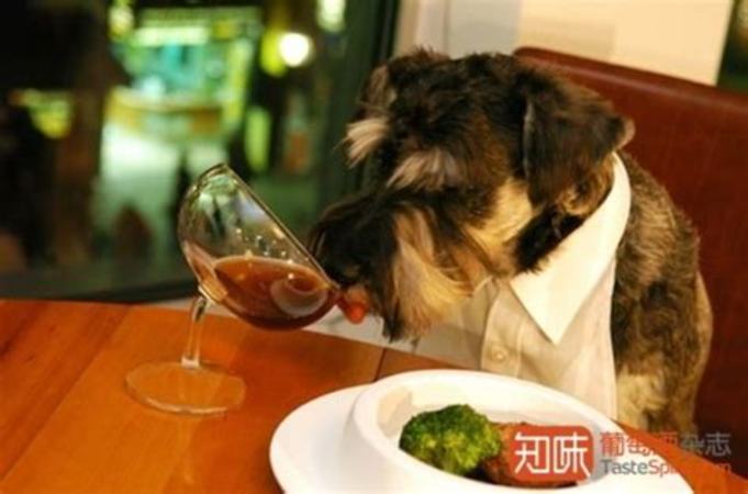 为什么喝澳洲葡萄酒,澳洲葡萄酒反倾销