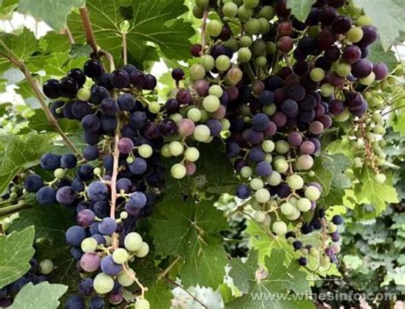 格鲁吉亚葡萄酒有哪些,带你了解格鲁吉亚葡萄酒的产区与葡萄品种
