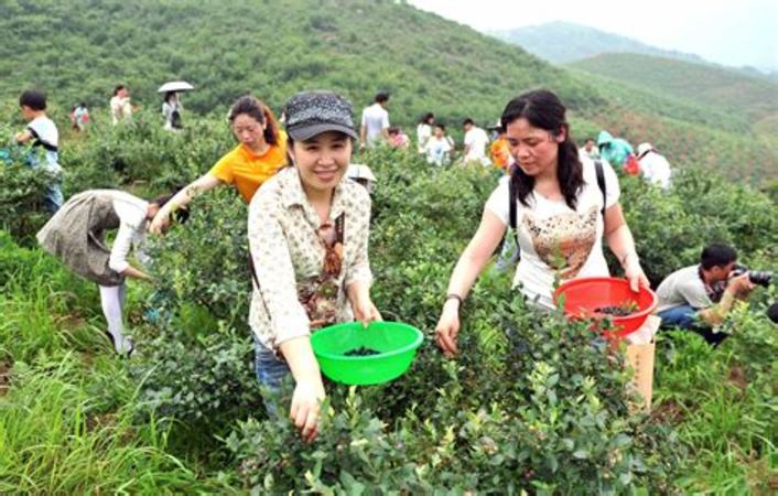 通化蓝莓基地有哪些,熊蜂漫舞蓝莓田