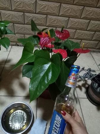 风味独特的啤酒花,关键词