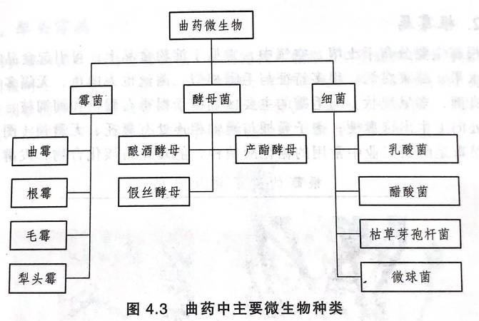 白酒与微生物(白酒与微生物的关系)